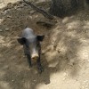 Cerdos ibéricos